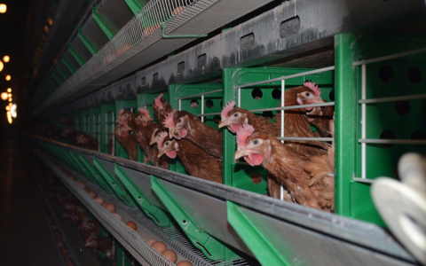 В Марий Эл загорелся ангар птицефабрики: огонь охватил более 1800 квадратных метров