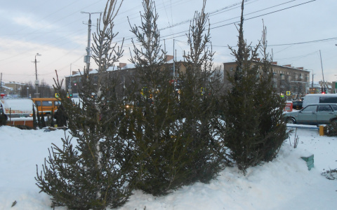 Стало известно, где в Йошкар-Оле будут законно продавать новогодние елки