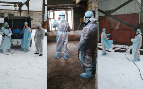 В Йошкар-Оле работы в одном из очагов свиной чумы подходят к концу