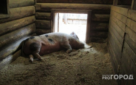 «Ограничения отменены»: на некоторых территориях Марий Эл снят режим карантина из-за свиной чумы