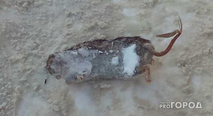 Трупы мертвых крыс лежат в центре Йошкар-Олы