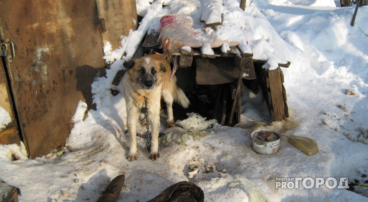 В Йошкар-Оле одинокая собака прикована цепью к будке