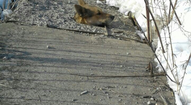 В Марий Эл застрявшую в теплотрассе собаку кормили снегом, пока ждали спасателей