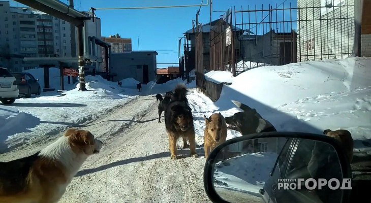 Стая диких собак запугала прохожих в Йошкар-Оле