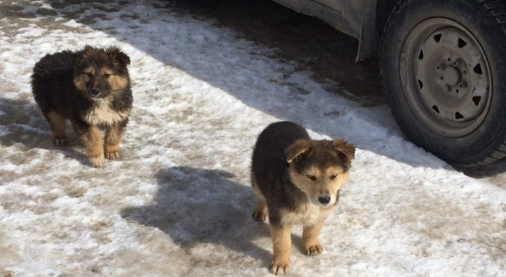 В Йошкар-Оле 7 маленьких щенков остались без мамы