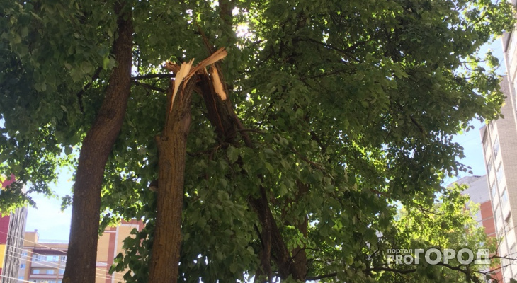 Последствия урагана в Йошкар-Оле: деревья переламывало поперек ствола