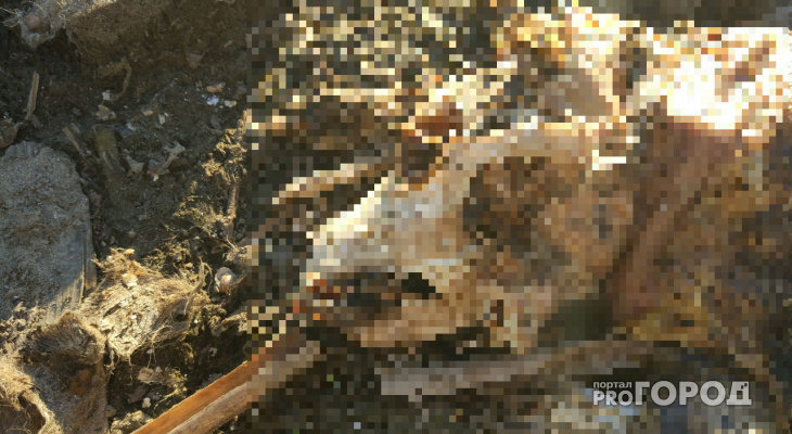 Собака, которую мучительно убили, неделю пролежала на берегу пруда в Йошкар-Оле