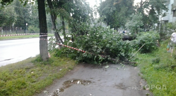 В Йошкар-Оле путь пешеходов и матерей с колясками перегородило дерево