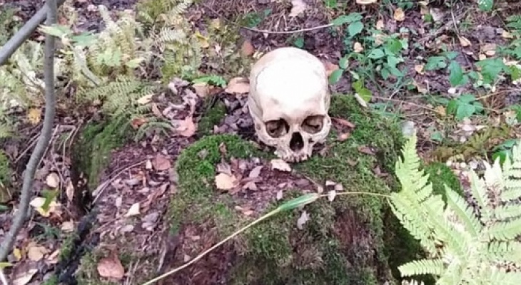Найденным черепом в лесу Марий Эл заинтересовались следователи