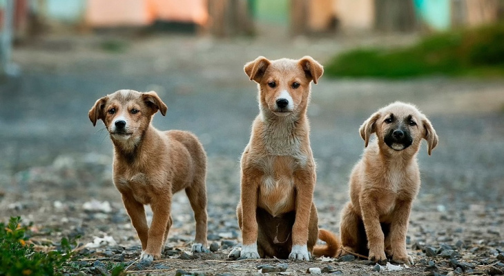 В Йошкар-Оле на отлов собак выделят еще 300 тысяч рублей