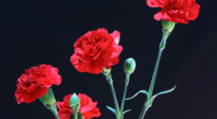 Йошкаролинцы могут возложить цветы в память погибших в Керченском колледже