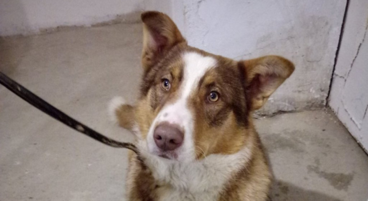 В Йошкар-Оле потерявшийся пес прошел полгорода,чтобы «попросить» помощи волонтеров