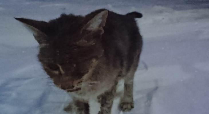 В Йошкар-Оле жестокие прохожие сломали челюсть одноглазой кошке