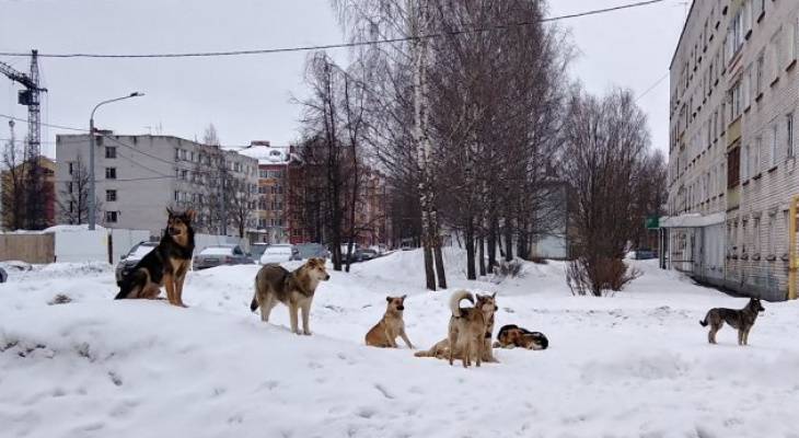 Выставка собак йошкар ола 16