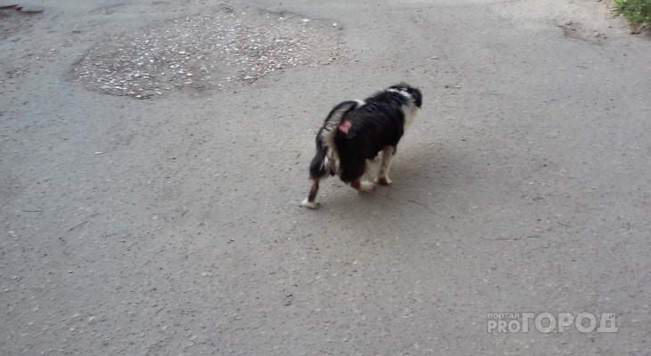В Йошкар-Оле собака, над которой поиздевались живодеры, ждет своего хозяина у кафе