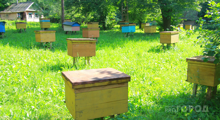 Пчелы массово погибли в Марий Эл июнь 2019 | Новости Йошкар-Олы и Марий Эл