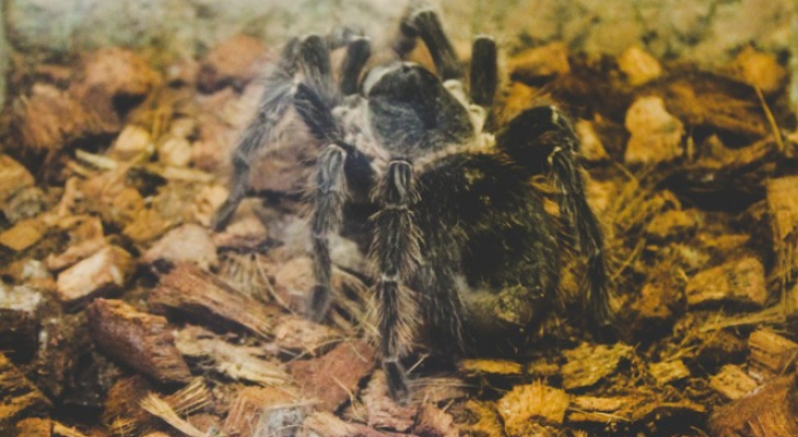 Виды пауков, которые встречаются в Марий Эл: кто опасен?