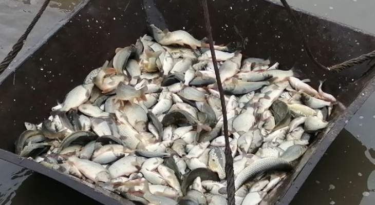 Больше 70 тысяч рыбок обрели свой дом в водоемах Марий Эл