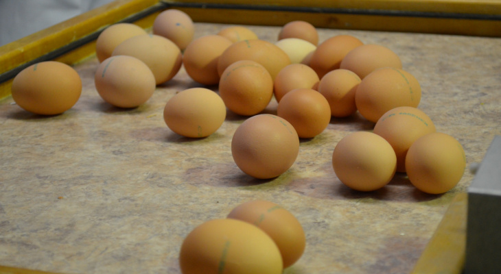 Российский диетолог рассказала, кому нельзя есть яйца