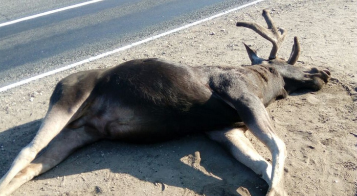 На Кокшайском тракте под колесами автомобиля оказалось дикое животное
