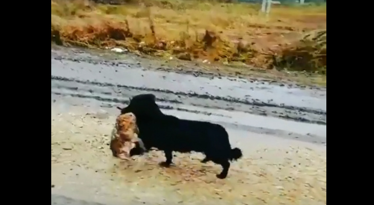 Йошкаролинцы встретили на Санчурском тракте пса с необычной добычей