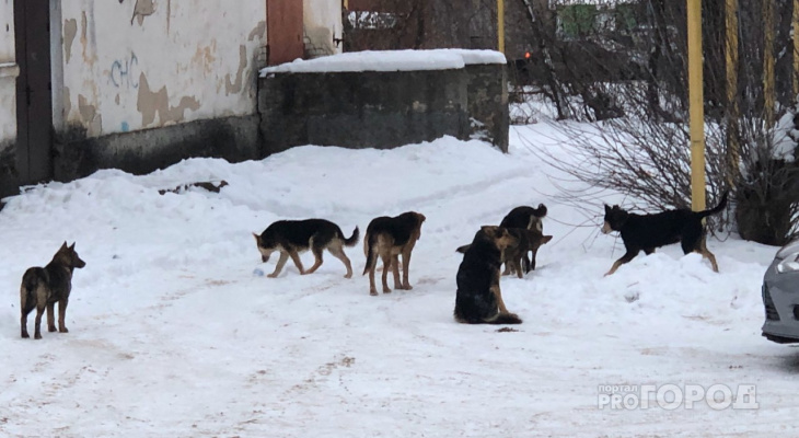 На Ремзоваде в Йошкар-Оле стая бродячих собак бросается на прохожих