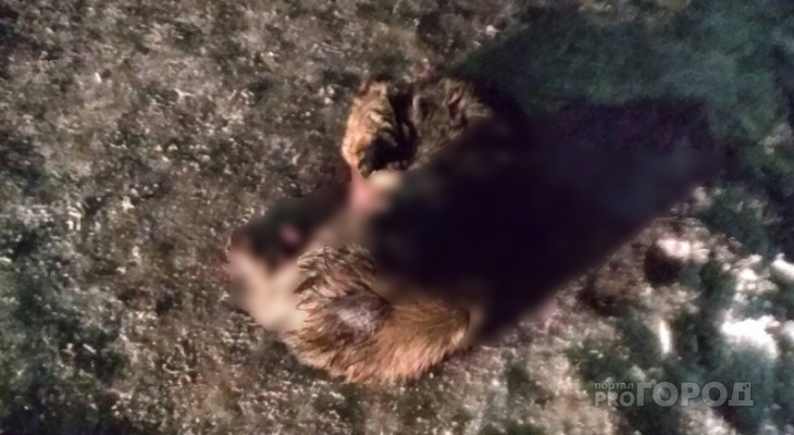 «На ней был ошейник»: в пригороде Йошкар-Олы водитель маршрутки сбил собаку