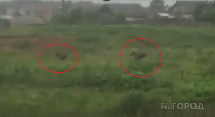 На окраине Йошкар-Олы бегают два лося