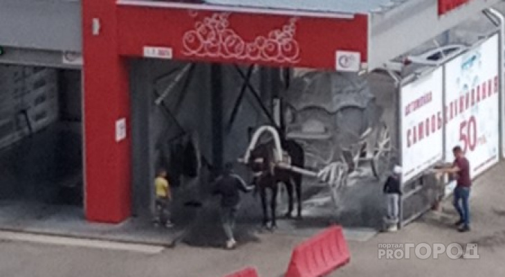 Фото дня: в Йошкар-Оле карету с лошадью решили помыть из пушки