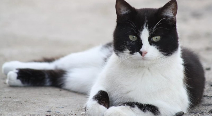 Жители Марий Эл хотят выбрать главой поселка кота Барсика