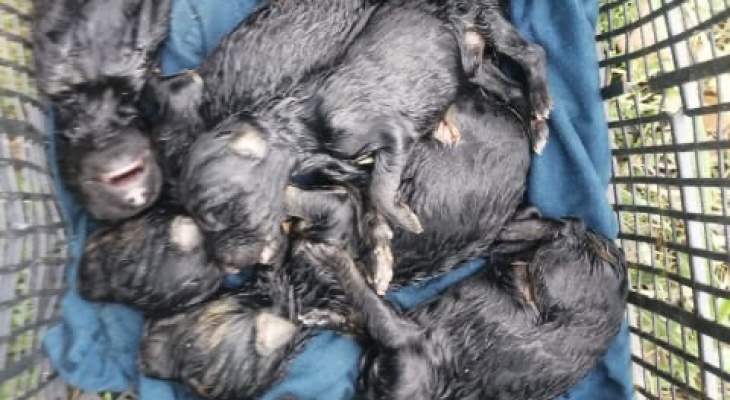 В Йошкар-Оле выбросили умирать новорожденных щенков