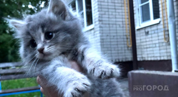 Добрые дела: корреспонденты «Pro Город» нашли дом маленькому котенку