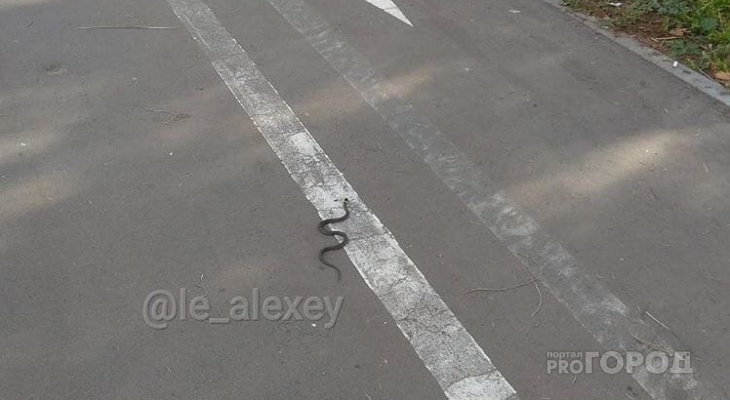 Йошкаролинцы встретили змею в центре города