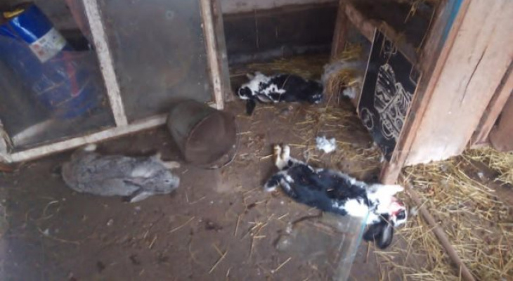 В одном из поселков Марий Эл появилась «чупакабра», убивающая домашних животных