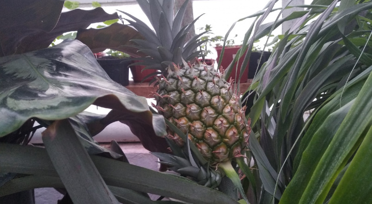 В преддверии нового года в Йошкар-Оле созрел ананас