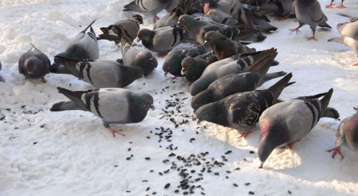 Последствия праздников: в Йошкар-Оле массово гибнут голуби