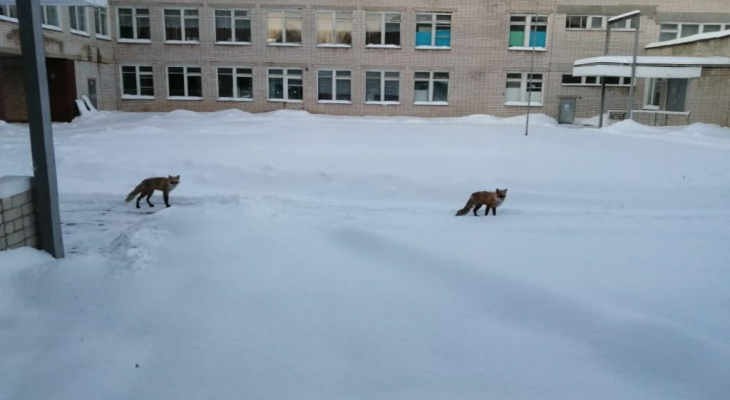 Две рыжие лисы забежали во двор одной из школ Марий Эл