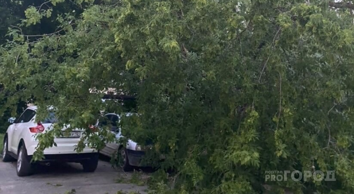 «Погода вносит коррективы»: в Йошкар-Оле дерево упало на автомобили