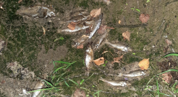 В Йошкар-Оле несколько десятков рыб выбросило на берег