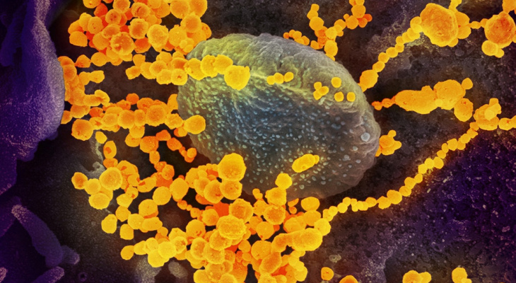 Американские вирусологи обнаружили антитело, защищающее от всех известных штаммов коронавируса