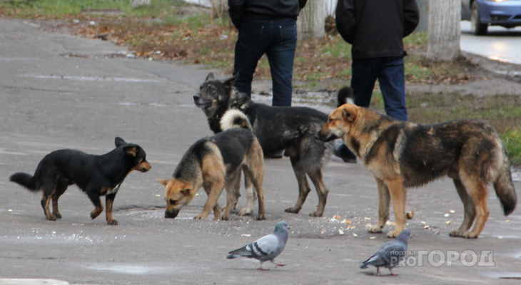 «Их явно кто-то травит!»: жители Волжска пожаловались на кучи трупов собак на улицах