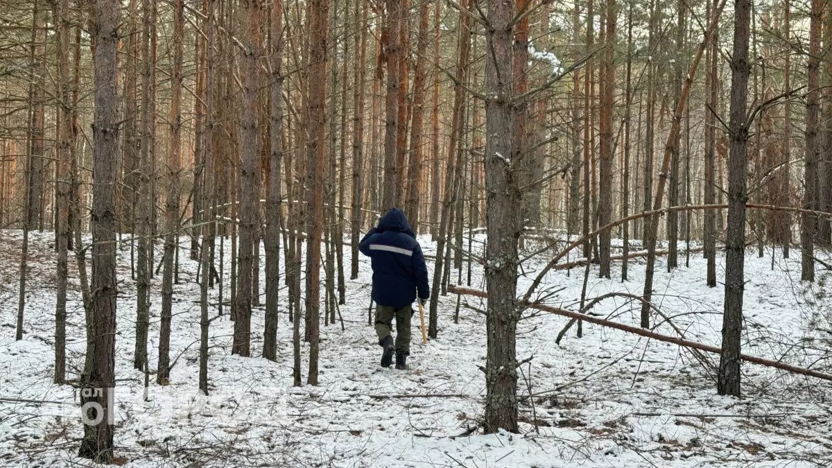 Леса в Марий Эл продолжают незаконно вырубать: под суд отдали еще одного черного лесоруба