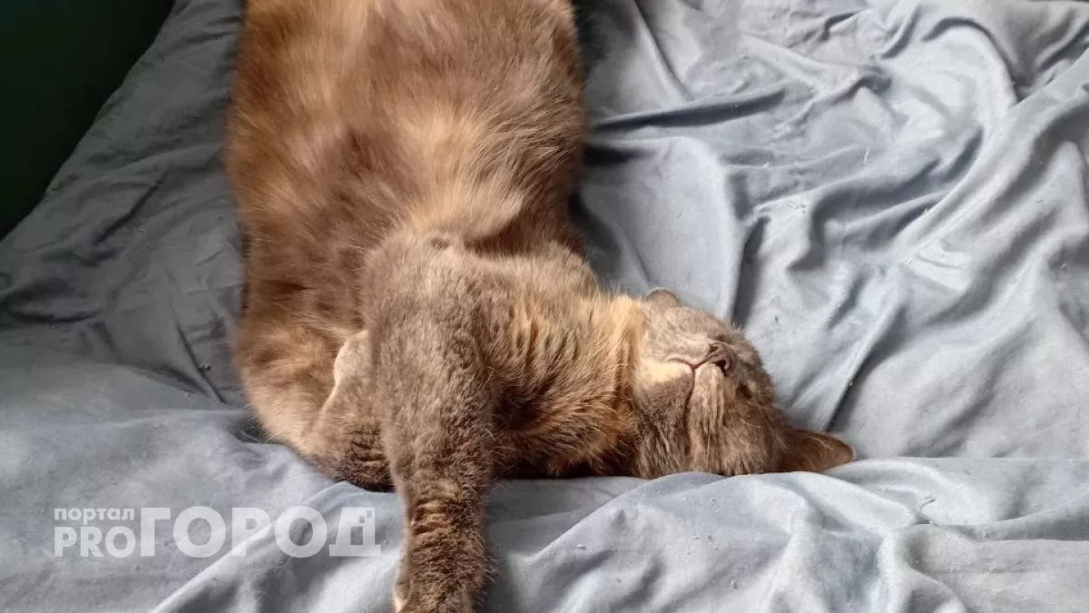 Можно ли кормить кошку только сухим кормом: зарубите себе на носу