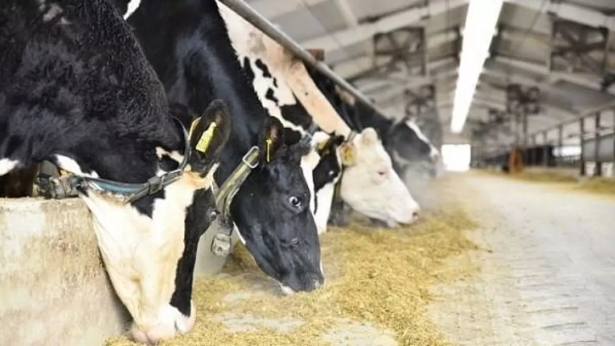 В Марий Эл по ДНК выбирают будущих «супер-коров» за 3,4 миллиона рублей