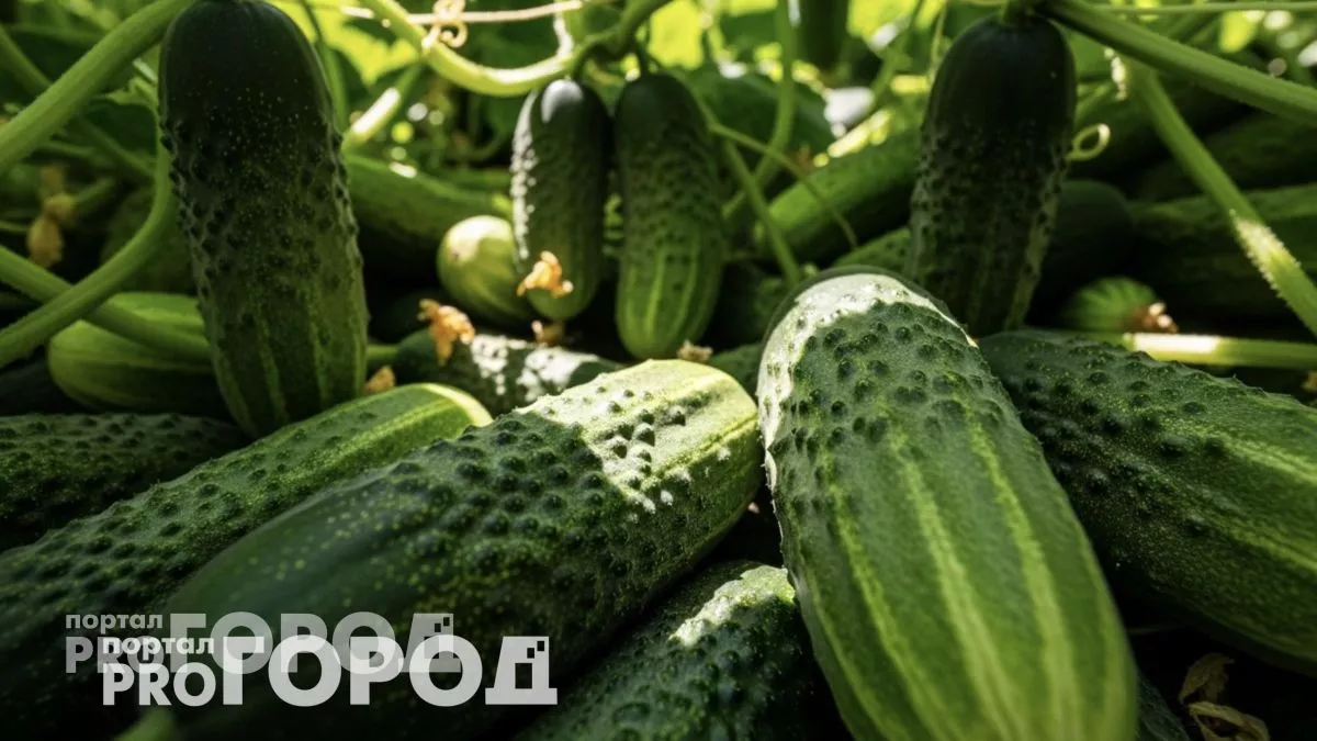 Японский способ посадки огурцов превратил мой огород в зеленый конвейер урожая