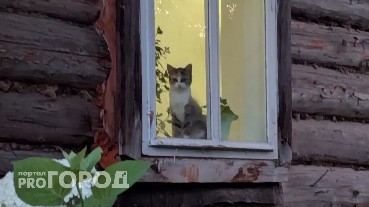 В Горномарийском районе ввели карантин по бешенству: ограничили посещение лесов и охоту