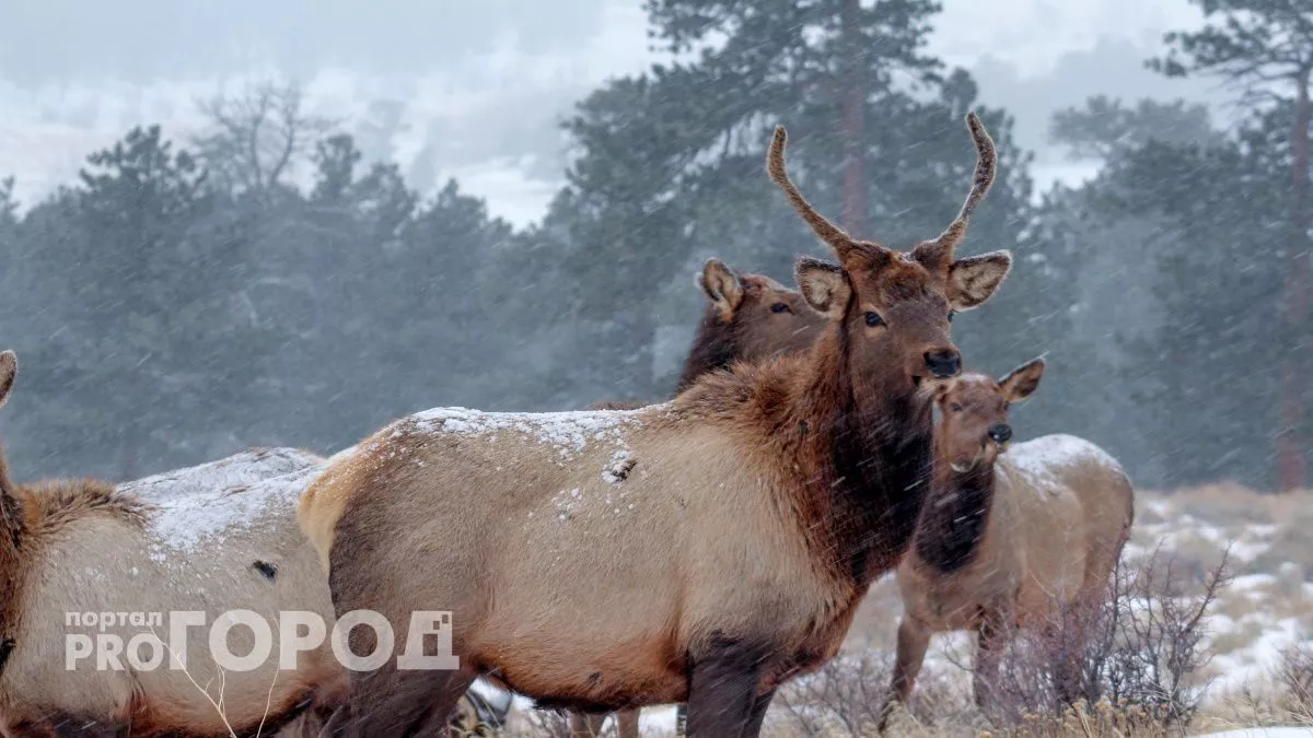 Не вздумайте доставать телефон: ученый объяснил, почему встреча с лосем может стать последней, и как выжить
