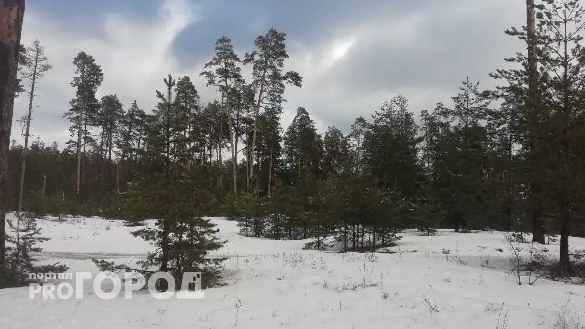 Аварийное дерево угрожало рухнуть на провода в Юрино: жителю пришлось идти в прокуратуру
