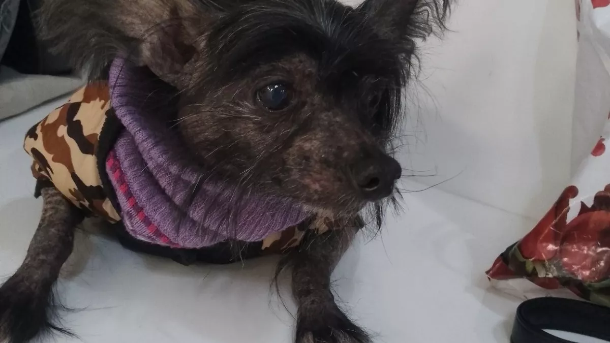 Пристав в Йошкар-Оле спасла от смерти породистую собаку в яркой одежке