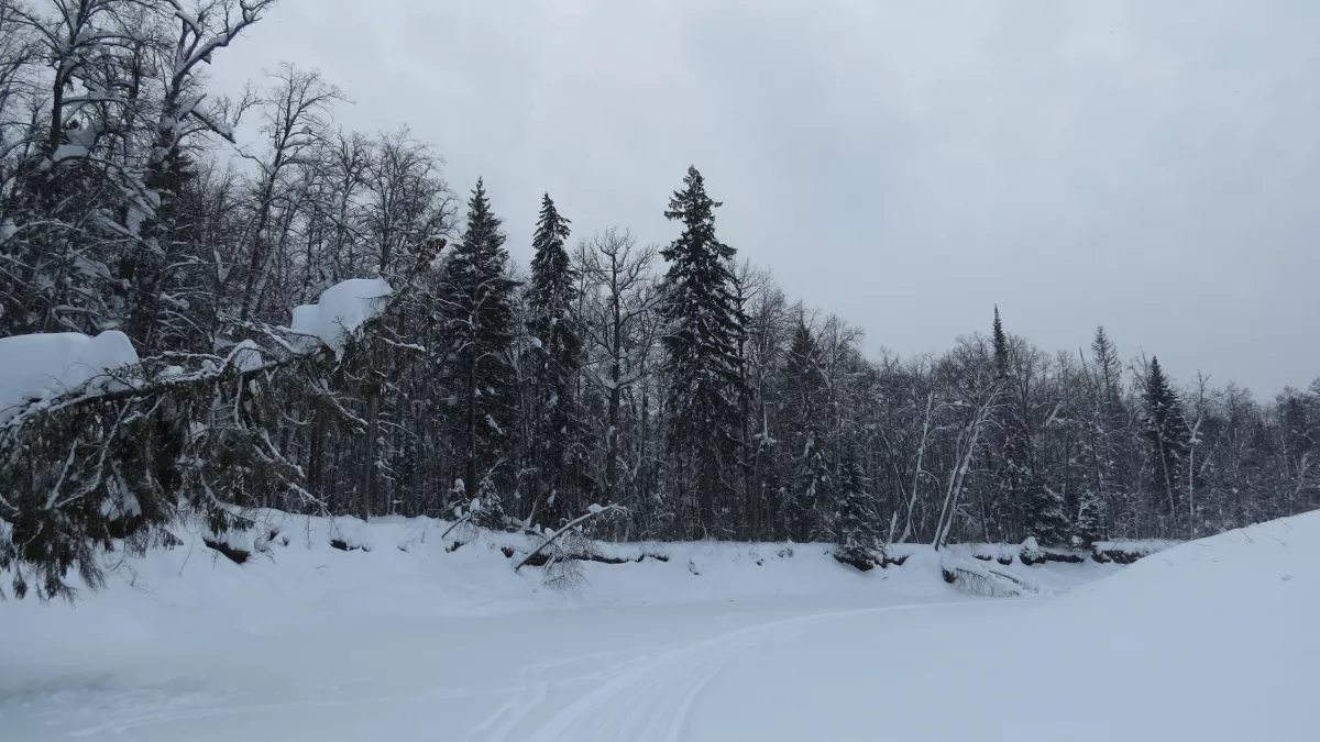 «Зелёное сердце Марий Эл»: заповедник «Большая Кокшага» отметил 33-летие